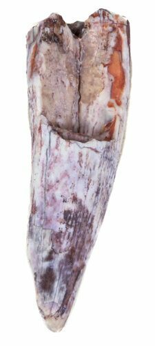 Bargain, Triassic Phytosaur Anterior Tooth - Arizona #62421